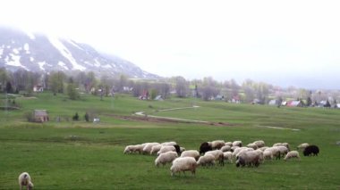 Dağlardaki küçük bir köyün yakınında yeşil bir çimenlikte otlayan koyun sürüsü. Yüksek kalite 4k görüntü