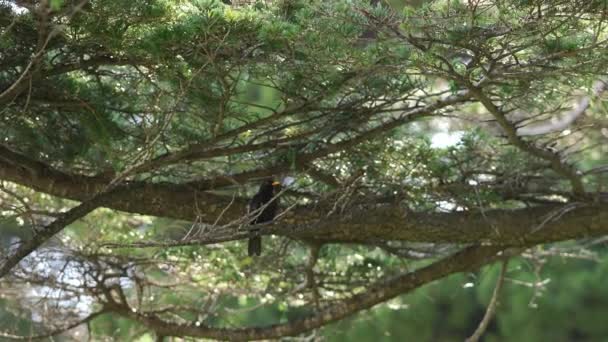 Blackbird Zit Een Tak Van Een Naaldboom Opent Zijn Snavel — Stockvideo