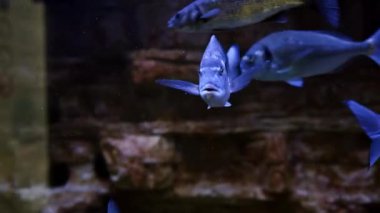 Gümüş balıklar mavi ışıkla akvaryumda yüzerler. Yüksek kalite 4k görüntü