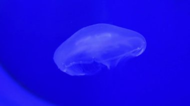 Ultraviyole ışıldayan denizanası akvaryumda yüzer. Yüksek kalite 4k görüntü