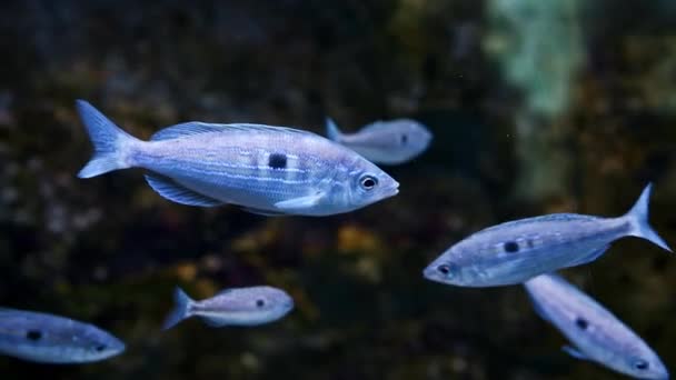Akwarium Pływają Srebrne Manole Świetlistymi Paskami Wysokiej Jakości Materiał — Wideo stockowe