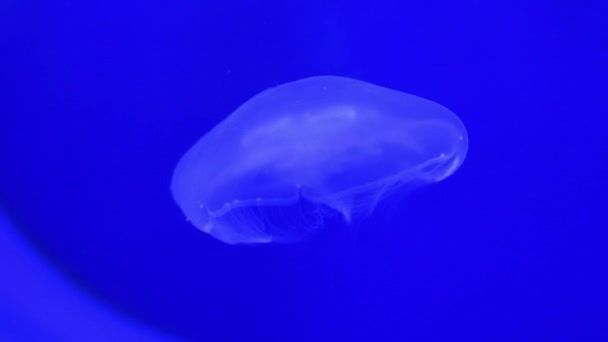 Des Méduses Ultraviolettes Brillantes Nagent Dans Aquarium Images Haute Qualité — Video