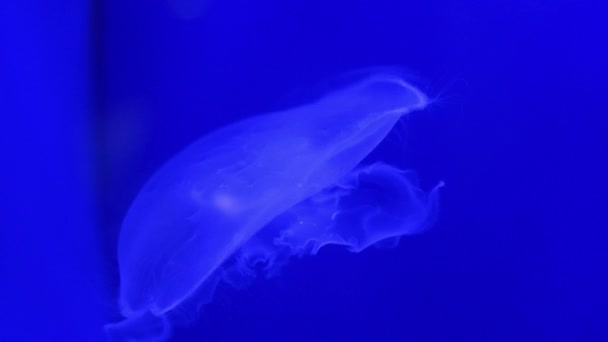 Transparent Jellyfish Swims Aquarium Blue Backlight High Quality Footage — Stock Video