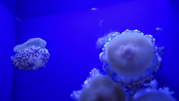 Медузы Открытым Пузырём Плавают Голубой Аквариумной Воде Высококачественные Кадры — стоковое видео
