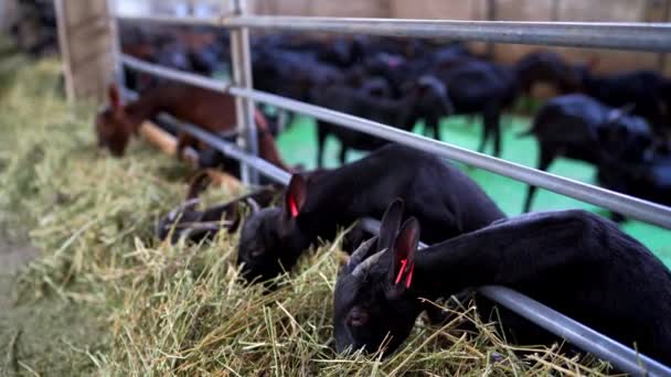 Las Pequeñas Cabras Negras Con Marcas Orejas Rojas Comen Heno — Vídeo de stock