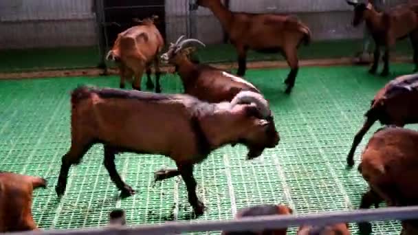 大山羊在畜栏周围追猎山羊 并在畜栏侧面追击它 高质量的4K镜头 — 图库视频影像