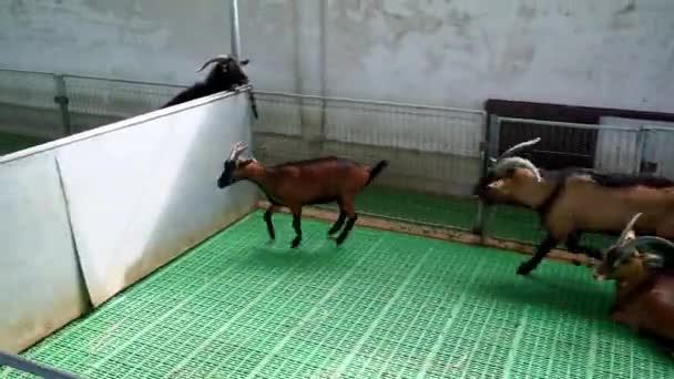 大角山羊在围场追小山羊 高质量的4K镜头 — 图库视频影像
