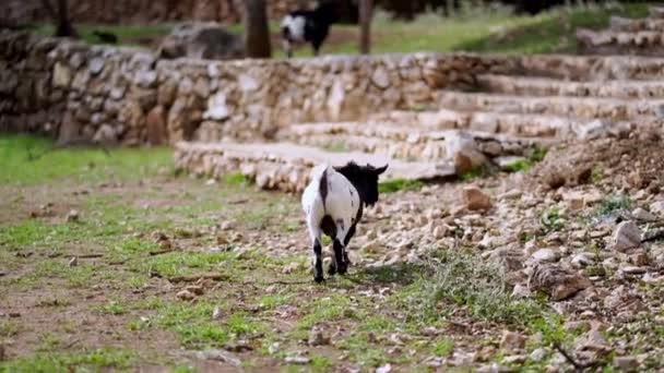 黑色和白色的小山羊在石阶附近的绿色草坪上吃草 高质量的4K镜头 — 图库视频影像