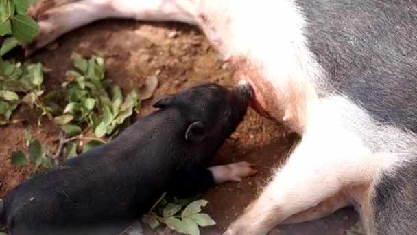 Pequeno Leitão Preto Suga Peito Uma Porca Deitada Chão Imagens — Vídeo de Stock