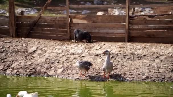 Γκρίζες Χήνες Στέκονται Στην Όχθη Της Λίμνης Και Πίνουν Νερό — Αρχείο Βίντεο