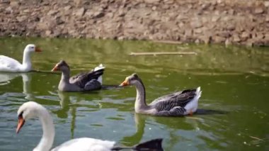 Gri ve beyaz kazlar ve ördekler yeşil bir gölette bir kuğunun yanında yüzerler. Yüksek kalite 4k görüntü