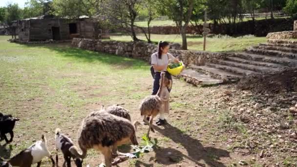 Mãe Filhinha Alimentam Folhas Verdes Cabras Avestruzes Parque Imagens Alta — Vídeo de Stock