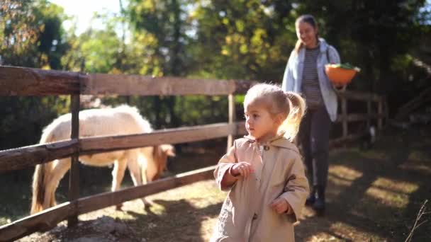 Bambina Cammina Lungo Recinzione Con Pony Ranch Filmati Alta Qualità — Video Stock