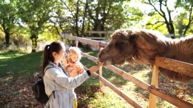 Anne ve kollarında küçük bir kız çiftlikte havuçla deve besliyor. Yüksek kalite 4k görüntü