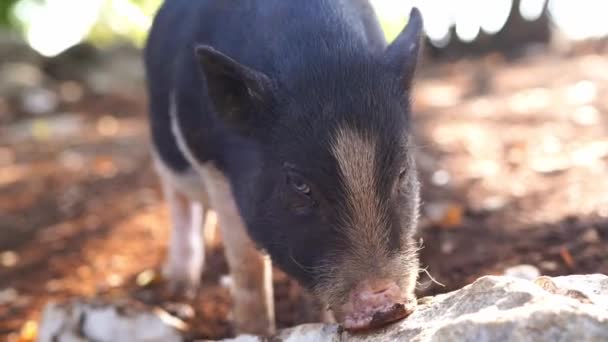Little Black Pig Sniffs Rocks Ground High Quality Footage — Stock Video