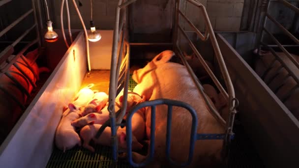 Küçük Domuzcuklar Bir Çiftlikte Lambanın Altındaki Çitte Bir Domuzun Yanında — Stok video