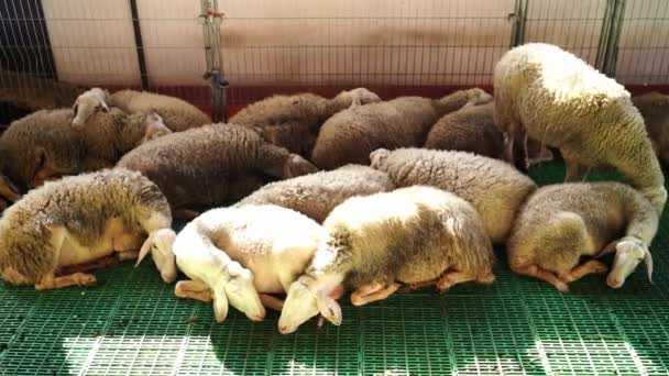 Kıvırcık Koyunlar Çiftlikteki Bir Otlakta Yerde Uyur Kulaklarını Sineklerden Koparırlar — Stok video