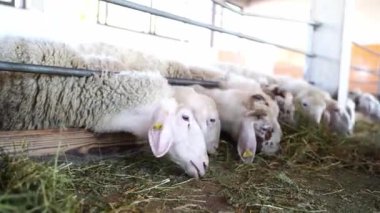 Kulaklıklı koyunlar çiftlikteki çitlerden saman yiyorlar. Yüksek kalite 4k görüntü