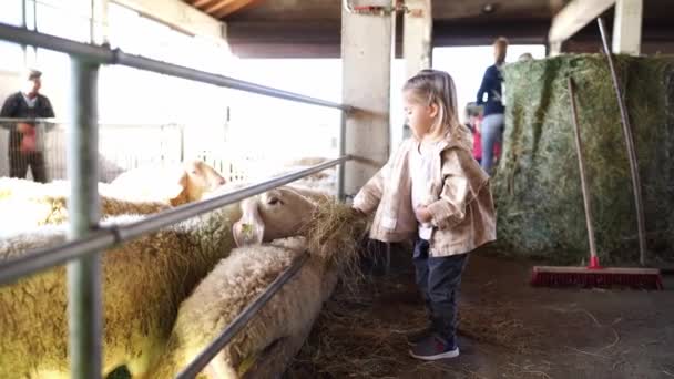 Ragazzina Che Nutre Pecore Con Fieno Alla Fattoria Filmati Alta — Video Stock