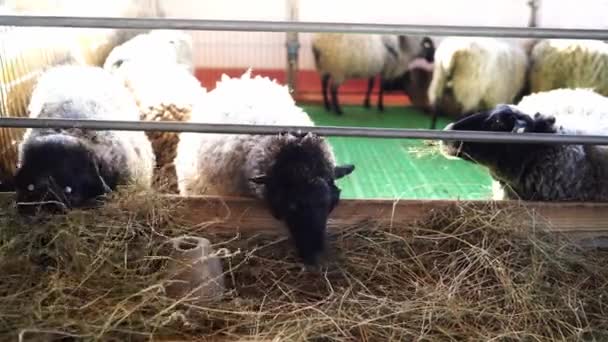 Çiftlikteki Çitlerde Saman Çiğneyen Kıvırcık Koyunlar Yüksek Kalite Görüntü — Stok video