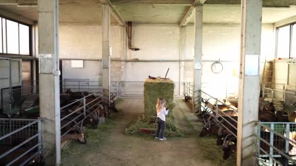 Little Girl Collects Pile Hay Haystack Feeds Goats High Quality — Stock Video