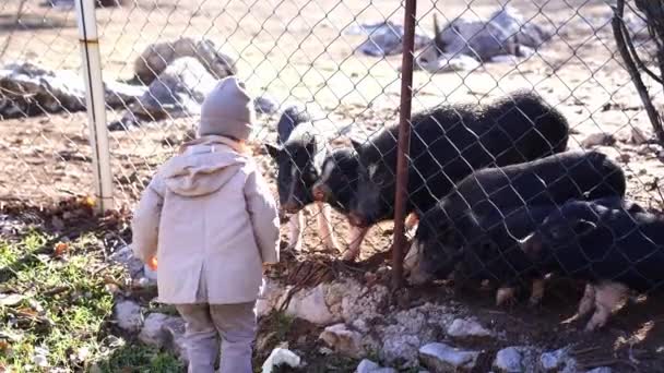 Little Girl Feeding Cabbage Leaves Piglets Barn Ranch High Quality — Stock Video