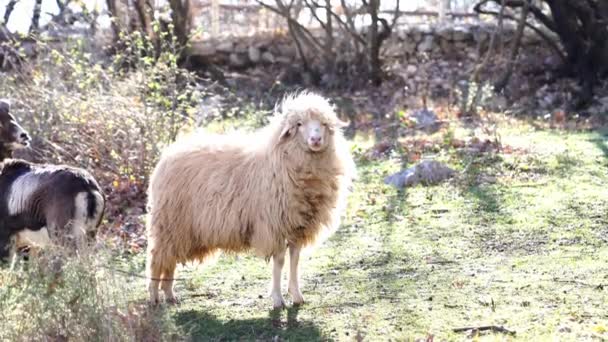 Tüylü Kıvırcık Koyun Siyah Koçların Arasında Yeşil Bir Çimenlikte Duruyor — Stok video