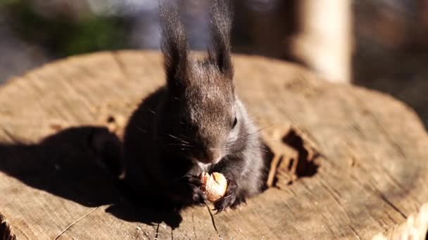 다람쥐는 그루터기 밤나무 열매를 먹는다 고품질 — 비디오
