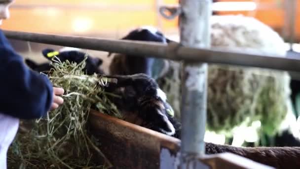 Bambina Nutre Pecore Fienile Una Fattoria Con Fieno Filmati Alta — Video Stock