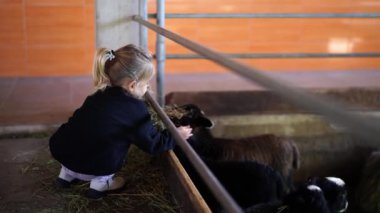 Küçük kız bir kuzuyu otla besleyip okşuyor. Yüksek kalite 4k görüntü