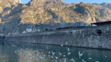 Beyaz martılar kıyıdaki antik taş duvarın yanında denizin üzerinde daireler çiziyor. Yüksek kalite 4k görüntü