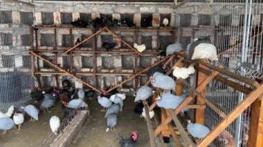 Çiftlikteki çayırlarda tavuklarla birlikte kobay tavuklar dolaşıyor. Yüksek kalite 4k görüntü