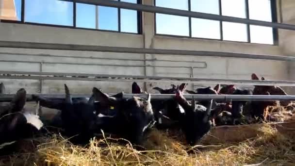 Troupeau Chèvres Mange Avidement Foin Derrière Clôture Ferme Images Haute — Video