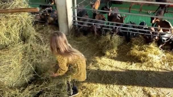 Niña Saca Heno Pajar Granja Alimenta Las Cabras Imágenes Alta — Vídeo de stock