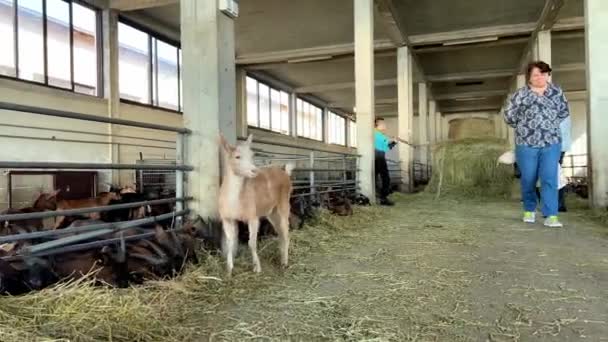 Dzieci Dorośli Spacerują Farmie Obok Kóz Jedząc Siano Kojcach Wysokiej — Wideo stockowe