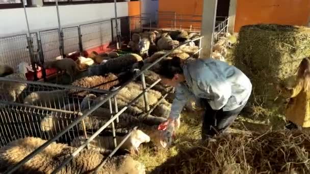 Mother Little Girl Feed Hay Sheep Pens Back View High — Stock Video