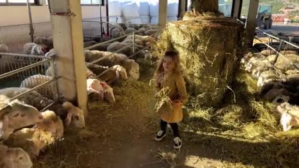 小女孩在农场中间走来走去 用干草喂羊 高质量的4K镜头 — 图库视频影像