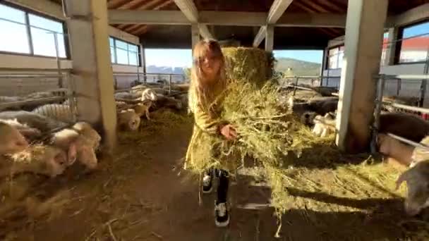 小女孩抱着一大抱干草穿过农场 把它交给了羊 高质量的4K镜头 — 图库视频影像