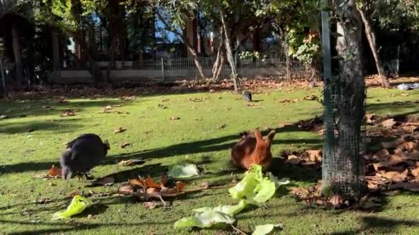 Πουλιά Της Γουινέας Περπατούν Κοντά Ένα Καφέ Κουνέλι Τρώγοντας Φύλλα — Αρχείο Βίντεο