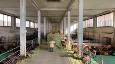 Küçük kız çiftlikteki çayırlarda keçilere saman taşıyor. Yüksek kalite 4k görüntü