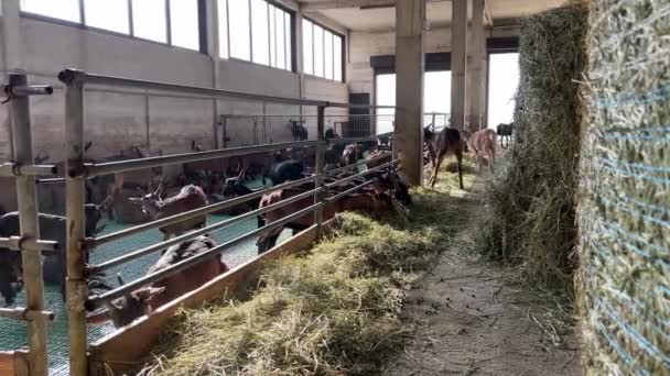 Troupeau Chèvres Brunes Mâche Tranquillement Foin Dans Les Enclos Une — Video