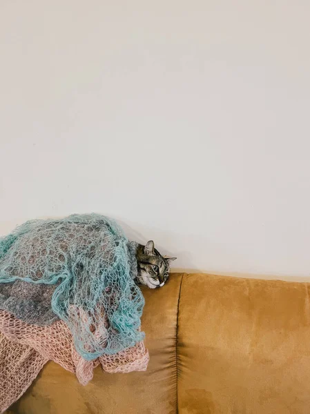 房间里的沙发后面躺着被毛毯覆盖着的带条纹的猫 高质量的照片 — 图库照片
