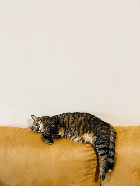 客室内の黄色いソファの後ろには タビー猫が寝ています 高品質の写真 — ストック写真