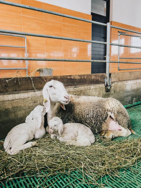 Mother sheep with little lambs lies on hay at the farm. High quality photo