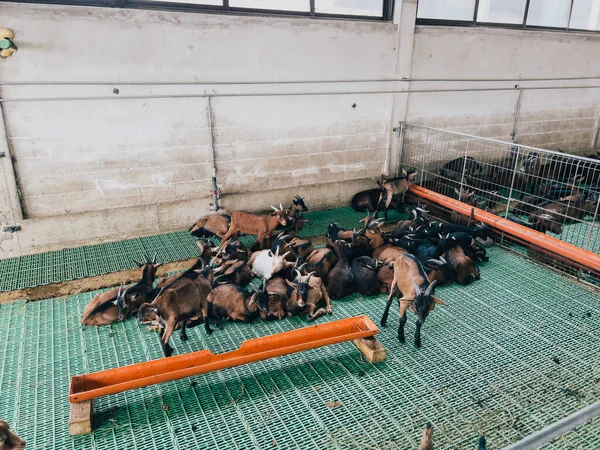 Kis Kecskék Egymás Mellett Alszanak Farmon Egy Kifutón Kiváló Minőségű — Stock Fotó