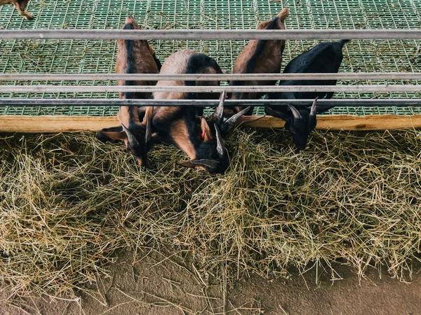 Pequeñas Cabras Comiendo Heno Asomándose Por Detrás Cerca Granja Foto — Foto de Stock
