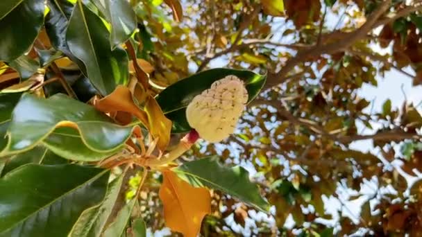 Owoc Magnolii Wśród Zielonych Pomarańczowych Liści Gałęzi Wysokiej Jakości Materiał — Wideo stockowe
