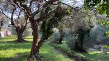 Korulukta yeşil sarmaşık kaplı zeytin ağaçları. Yüksek kalite 4k görüntü