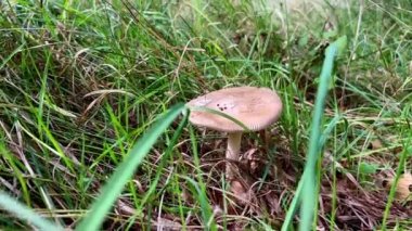 Kahverengi mantar yeşil çimlerin arasında yetişir. Yüksek kalite 4k görüntü