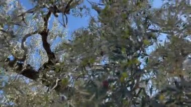 Dallardaki yeşil zeytinler rüzgarda sallanıyor mavi gökyüzüne karşı. Yüksek kalite 4k görüntü